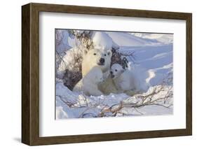 Polar Bear (Ursus Maritimus) and Cubs-David Jenkins-Framed Photographic Print