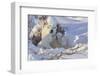 Polar Bear (Ursus Maritimus) and Cubs-David Jenkins-Framed Photographic Print