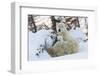 Polar Bear (Ursus Maritimus) and Cubs-David Jenkins-Framed Photographic Print