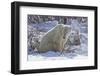 Polar Bear (Ursus Maritimus) and Cubs-David Jenkins-Framed Photographic Print