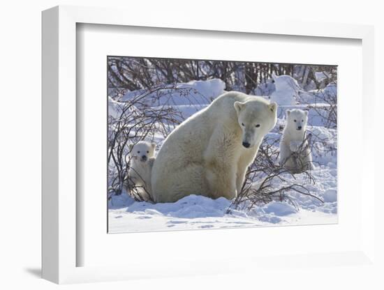 Polar Bear (Ursus Maritimus) and Cubs-David Jenkins-Framed Photographic Print