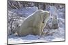 Polar Bear (Ursus Maritimus) and Cubs-David Jenkins-Mounted Photographic Print