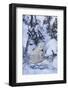 Polar Bear (Ursus Maritimus) and Cubs-David Jenkins-Framed Photographic Print