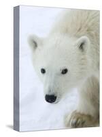 Polar Bear (Ursus Maritimus), Churchill, Hudson Bay, Manitoba, Canada-Thorsten Milse-Stretched Canvas