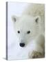 Polar Bear (Ursus Maritimus), Churchill, Hudson Bay, Manitoba, Canada-Thorsten Milse-Stretched Canvas