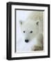 Polar Bear (Ursus Maritimus), Churchill, Hudson Bay, Manitoba, Canada-Thorsten Milse-Framed Photographic Print