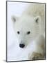 Polar Bear (Ursus Maritimus), Churchill, Hudson Bay, Manitoba, Canada-Thorsten Milse-Mounted Photographic Print