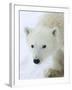 Polar Bear (Ursus Maritimus), Churchill, Hudson Bay, Manitoba, Canada-Thorsten Milse-Framed Photographic Print