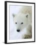 Polar Bear (Ursus Maritimus), Churchill, Hudson Bay, Manitoba, Canada-Thorsten Milse-Framed Photographic Print