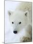 Polar Bear (Ursus Maritimus), Churchill, Hudson Bay, Manitoba, Canada-Thorsten Milse-Mounted Photographic Print