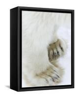 Polar Bear (Ursus Maritimus), Churchill, Hudson Bay, Manitoba, Canada-Thorsten Milse-Framed Stretched Canvas