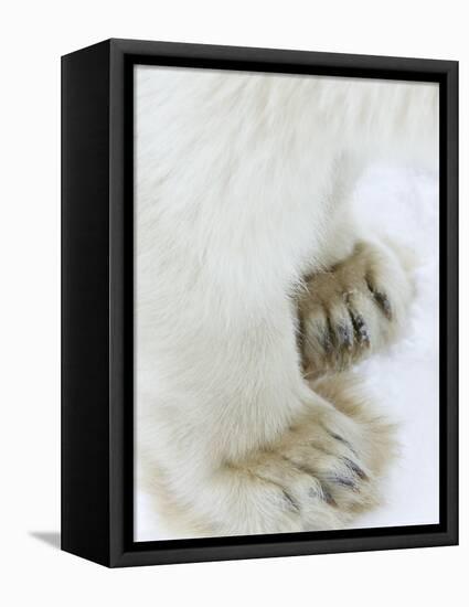 Polar Bear (Ursus Maritimus), Churchill, Hudson Bay, Manitoba, Canada-Thorsten Milse-Framed Stretched Canvas