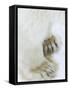 Polar Bear (Ursus Maritimus), Churchill, Hudson Bay, Manitoba, Canada-Thorsten Milse-Framed Stretched Canvas