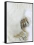 Polar Bear (Ursus Maritimus), Churchill, Hudson Bay, Manitoba, Canada-Thorsten Milse-Framed Stretched Canvas