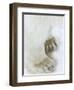 Polar Bear (Ursus Maritimus), Churchill, Hudson Bay, Manitoba, Canada-Thorsten Milse-Framed Photographic Print