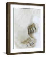 Polar Bear (Ursus Maritimus), Churchill, Hudson Bay, Manitoba, Canada-Thorsten Milse-Framed Photographic Print