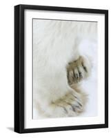 Polar Bear (Ursus Maritimus), Churchill, Hudson Bay, Manitoba, Canada-Thorsten Milse-Framed Photographic Print