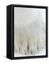 Polar Bear (Ursus Maritimus), Churchill, Hudson Bay, Manitoba, Canada-Thorsten Milse-Framed Stretched Canvas