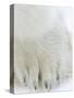 Polar Bear (Ursus Maritimus), Churchill, Hudson Bay, Manitoba, Canada-Thorsten Milse-Stretched Canvas