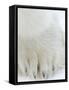 Polar Bear (Ursus Maritimus), Churchill, Hudson Bay, Manitoba, Canada-Thorsten Milse-Framed Stretched Canvas