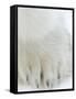 Polar Bear (Ursus Maritimus), Churchill, Hudson Bay, Manitoba, Canada-Thorsten Milse-Framed Stretched Canvas