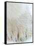 Polar Bear (Ursus Maritimus), Churchill, Hudson Bay, Manitoba, Canada-Thorsten Milse-Framed Stretched Canvas