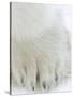 Polar Bear (Ursus Maritimus), Churchill, Hudson Bay, Manitoba, Canada-Thorsten Milse-Stretched Canvas