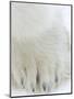 Polar Bear (Ursus Maritimus), Churchill, Hudson Bay, Manitoba, Canada-Thorsten Milse-Mounted Photographic Print