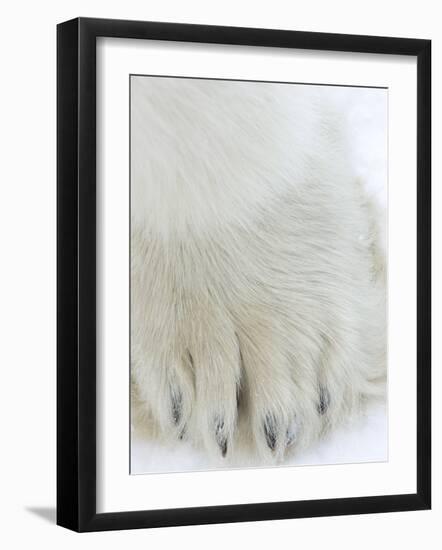 Polar Bear (Ursus Maritimus), Churchill, Hudson Bay, Manitoba, Canada-Thorsten Milse-Framed Photographic Print