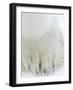 Polar Bear (Ursus Maritimus), Churchill, Hudson Bay, Manitoba, Canada-Thorsten Milse-Framed Photographic Print