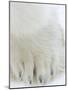 Polar Bear (Ursus Maritimus), Churchill, Hudson Bay, Manitoba, Canada-Thorsten Milse-Mounted Photographic Print