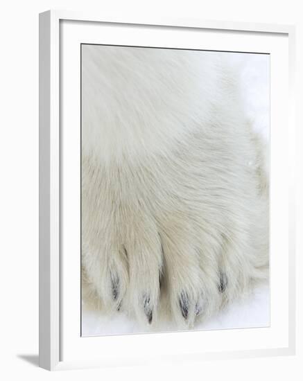 Polar Bear (Ursus Maritimus), Churchill, Hudson Bay, Manitoba, Canada-Thorsten Milse-Framed Photographic Print