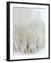 Polar Bear (Ursus Maritimus), Churchill, Hudson Bay, Manitoba, Canada-Thorsten Milse-Framed Photographic Print