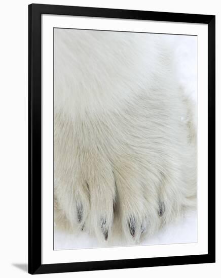 Polar Bear (Ursus Maritimus), Churchill, Hudson Bay, Manitoba, Canada-Thorsten Milse-Framed Photographic Print