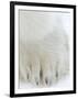 Polar Bear (Ursus Maritimus), Churchill, Hudson Bay, Manitoba, Canada-Thorsten Milse-Framed Photographic Print