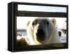 Polar Bear (Ursus Maritimus), Churchill, Hudson Bay, Manitoba, Canada-Thorsten Milse-Framed Stretched Canvas