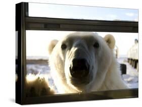 Polar Bear (Ursus Maritimus), Churchill, Hudson Bay, Manitoba, Canada-Thorsten Milse-Stretched Canvas