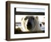 Polar Bear (Ursus Maritimus), Churchill, Hudson Bay, Manitoba, Canada-Thorsten Milse-Framed Photographic Print