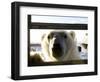 Polar Bear (Ursus Maritimus), Churchill, Hudson Bay, Manitoba, Canada-Thorsten Milse-Framed Photographic Print