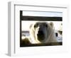 Polar Bear (Ursus Maritimus), Churchill, Hudson Bay, Manitoba, Canada-Thorsten Milse-Framed Photographic Print