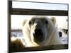 Polar Bear (Ursus Maritimus), Churchill, Hudson Bay, Manitoba, Canada-Thorsten Milse-Mounted Photographic Print