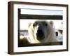 Polar Bear (Ursus Maritimus), Churchill, Hudson Bay, Manitoba, Canada-Thorsten Milse-Framed Photographic Print