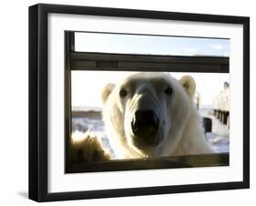 Polar Bear (Ursus Maritimus), Churchill, Hudson Bay, Manitoba, Canada-Thorsten Milse-Framed Photographic Print