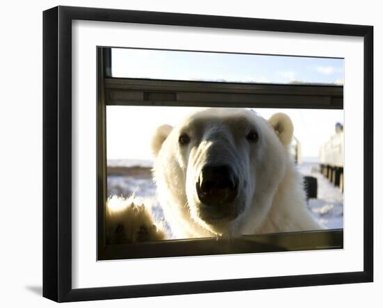 Polar Bear (Ursus Maritimus), Churchill, Hudson Bay, Manitoba, Canada-Thorsten Milse-Framed Photographic Print