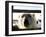 Polar Bear (Ursus Maritimus), Churchill, Hudson Bay, Manitoba, Canada-Thorsten Milse-Framed Photographic Print