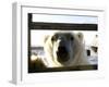 Polar Bear (Ursus Maritimus), Churchill, Hudson Bay, Manitoba, Canada-Thorsten Milse-Framed Photographic Print