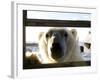 Polar Bear (Ursus Maritimus), Churchill, Hudson Bay, Manitoba, Canada-Thorsten Milse-Framed Photographic Print