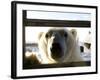 Polar Bear (Ursus Maritimus), Churchill, Hudson Bay, Manitoba, Canada-Thorsten Milse-Framed Photographic Print