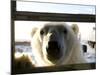 Polar Bear (Ursus Maritimus), Churchill, Hudson Bay, Manitoba, Canada-Thorsten Milse-Mounted Photographic Print