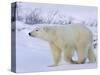 Polar Bear (Ursus Maritimus), Churchill, Hudson Bay, Manitoba, Canada-Thorsten Milse-Stretched Canvas